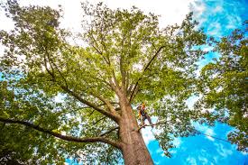 Best Firewood Processing and Delivery  in Arlington, WA