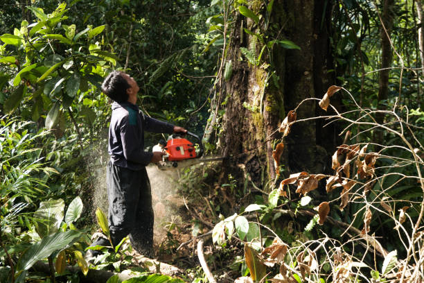 Best Tree Health Inspection  in Arlington, WA