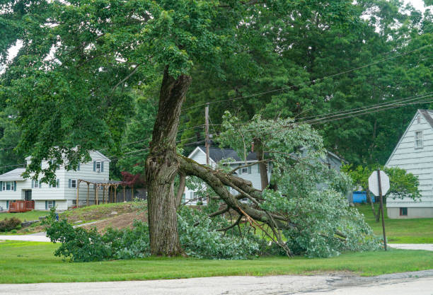  Arlington, WA Tree Services Pros