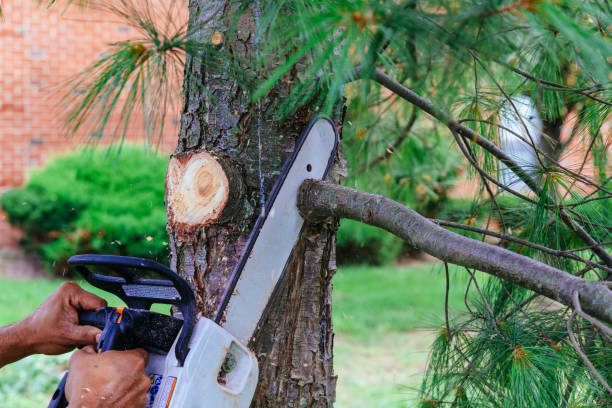 Best Leaf Removal  in Arlington, WA